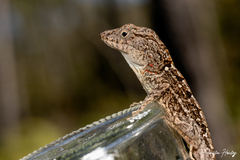 Strahm's Anole photo 5