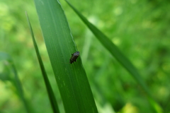 Miridae