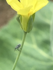 Ceutorhynchus obstrictus