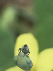 Ceutorhynchus obstrictus