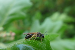 Andrena