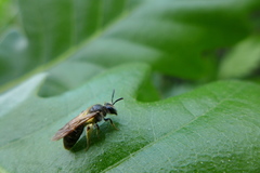 Andrena