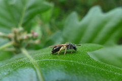 Andrena