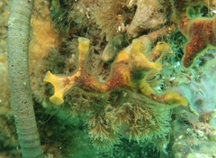 Schizoporella errata