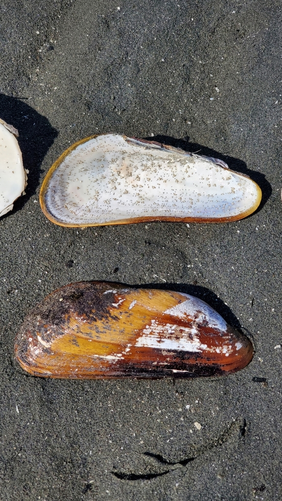 Straight Horse Mussel