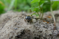 Andrena