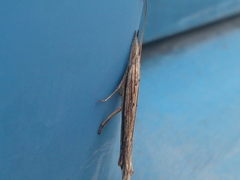 Ypsolopha mucronella