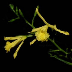 Sobralia dorbignyana