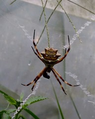 Argiope argentata