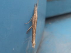 Ypsolopha mucronella