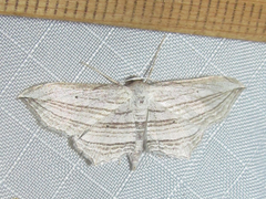 Arcobara multilineata