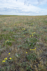 Eriogonum flavum flavum