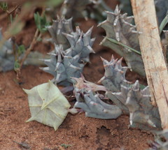 Huernia zebrina