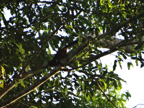 Weddell's Saddle-back Tamarin
