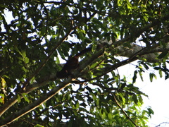 Saguinus weddelli weddelli