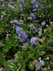 Ceanothus griseus