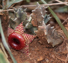 Huernia zebrina