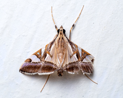 Agrioglypta itysalis