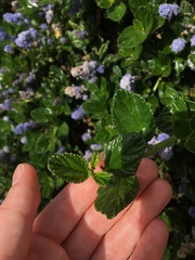 Ceanothus griseus