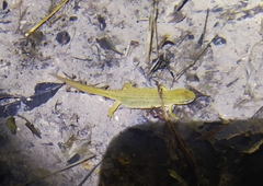 Lissotriton lantzi