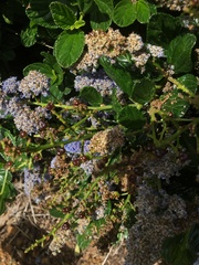 Ceanothus griseus