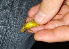 Lissotriton lantzi