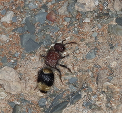 Ronisia
