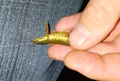 Lissotriton lantzi