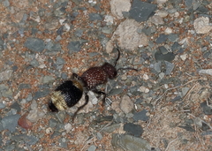 Ronisia