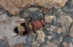 Ronisia