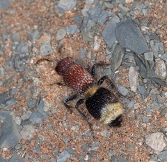 Ronisia