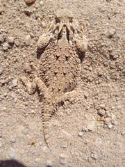 Phrynosoma goodei