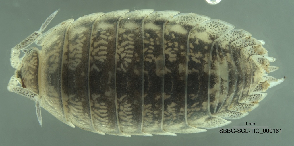 Wonderful Wracklouse