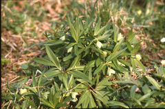 Helleborus dumetorum