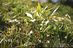 Helleborus dumetorum