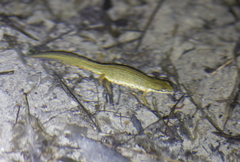 Lissotriton lantzi