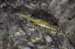 Lissotriton lantzi