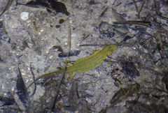 Lissotriton lantzi