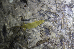 Lissotriton lantzi