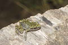 Eleutherodactylus verrucipes