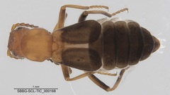 Endeodes basalis