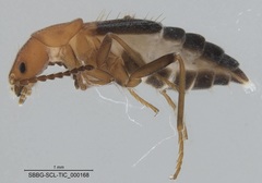 Endeodes basalis
