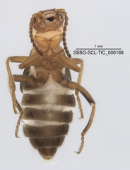 Endeodes basalis