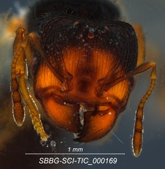 Pheidole clementensis