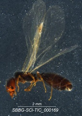 Pheidole clementensis