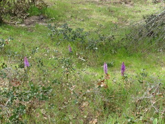Orchis mascula