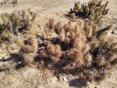 Cylindropuntieae
