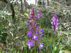 Orchis mascula