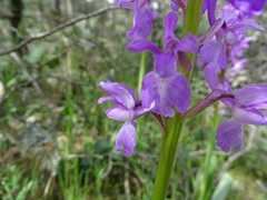 Orchis mascula