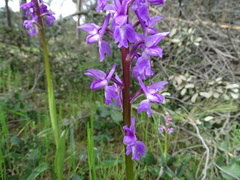 Orchis mascula